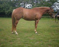 Pferd Shocks Huntress (Appaloosa, 2008, von Roamin In The Weeds)