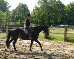 dressage horse Flocke (Dutch Pony, 2011)