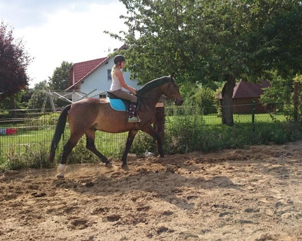 dressage horse Lucky (Sachs-door. Heavy Warmbl., 2008)