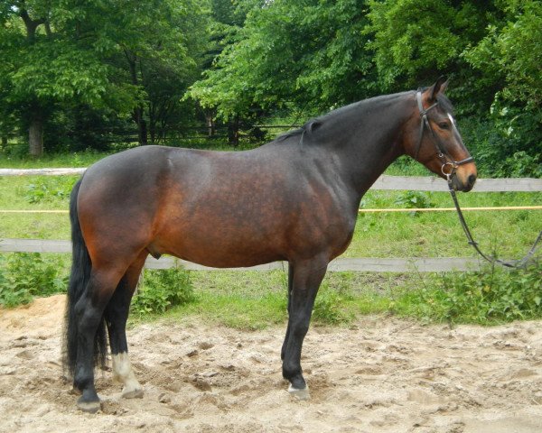 dressage horse Elton (Heavy Warmblood, 2011)