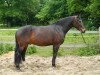 dressage horse Elton (Heavy Warmblood, 2011)