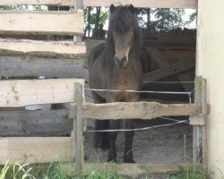 Pferd Inda vom Nußheckerhof (Islandpferd, 2007, von Lagsi von Aldenghoor)