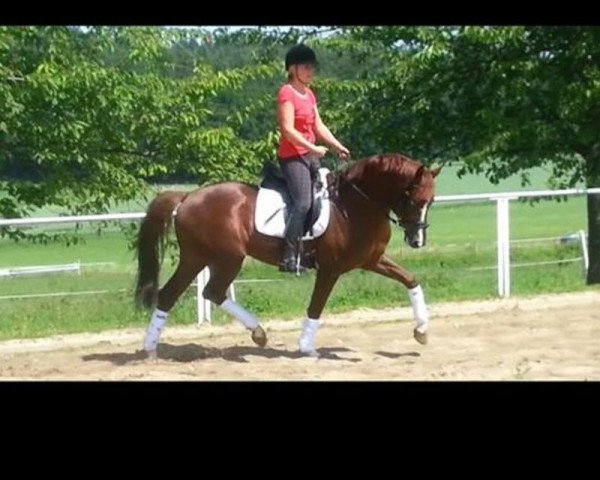 dressage horse Santiano (Hanoverian, 2010)