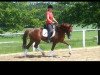 dressage horse Santiano (Hanoverian, 2010)