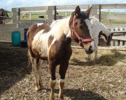 jumper Kira (Pinto / Small Riding Horse, 2013)