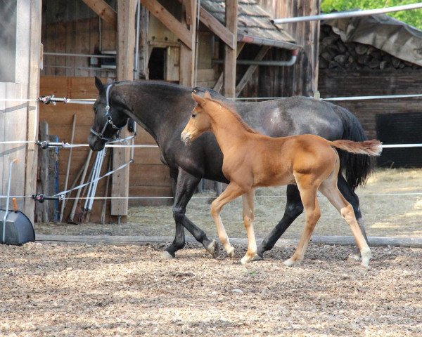 Springpferd Stute von Caleon (Holsteiner, 2014, von Caleon)