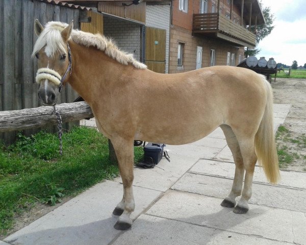 broodmare Haflinger (Haflinger, 2002)