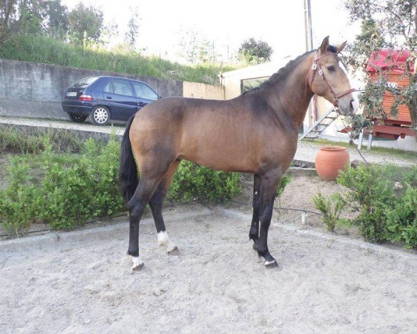 dressage horse Lusitano (Lusitano, 2011)