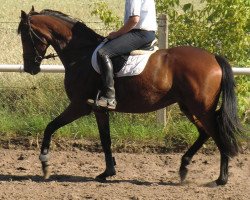 dressage horse Bella Donna (Welsh, 2009, from Moorkieker Dauphin)