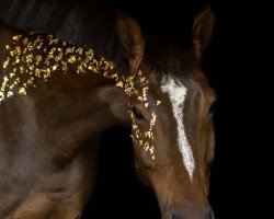 dressage horse Cadice MZ (Deutsches Sportpferd, 2017, from Captain Olympic)