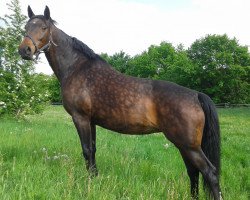 broodmare Delia (German Sport Horse, 2003, from Donjour)