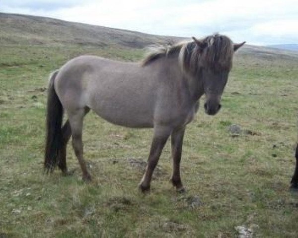 horse Kola frà Sydra Kolugili (Iceland Horse, 2010, from Eitill frá Stóru-Ásgeirsá)