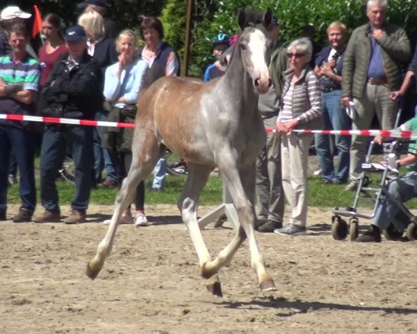 Holsteiner Fohlenschau in Krumstedt