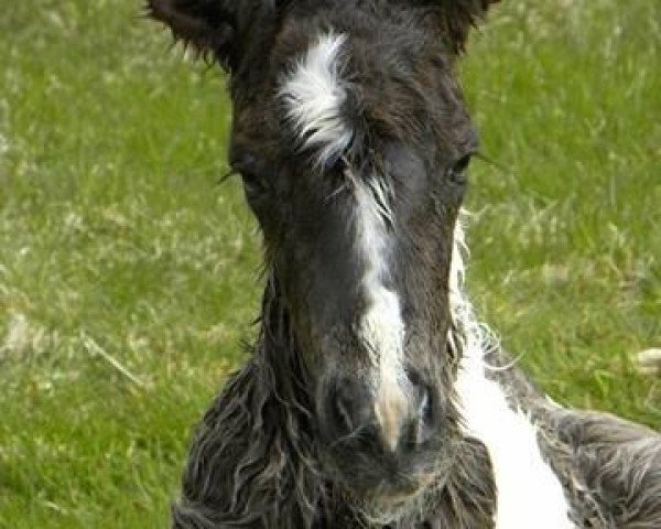 Pferd Náttfari frá Skeiðvöllum (Islandpferd, 2014, von Dagfari frá Miðkoti)