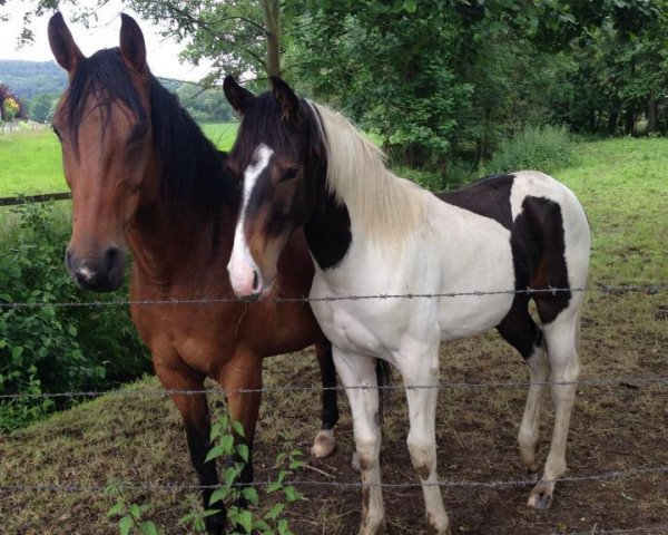 dressage horse Loki (Pinto / Small Riding Horse, 2013)