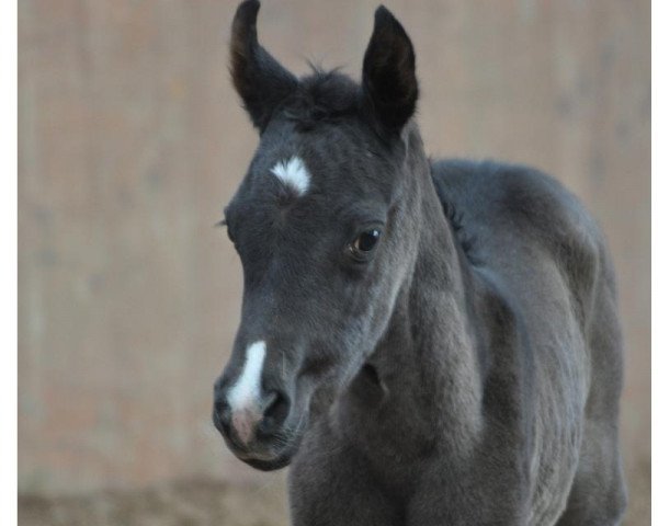 horse Camar Sabiya (Arabian thoroughbred, 2014, from Natal EAO)