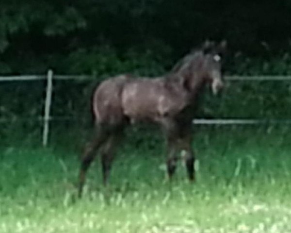 Pferd Midnight Dancer (Deutsches Sportpferd, 2014, von Rubinstein 1)