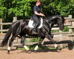 dressage horse Royal Catie (Hanoverian, 2010, from Royal Blend)