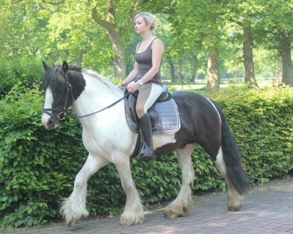 horse Tinker / Irish Cob / Gypsy Vanner (Tinker / Irish Cob / Gypsy Vanner, 2008)