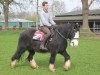 dressage horse Tonko (Tinker / Irish Cob / Gypsy Vanner, 2008)