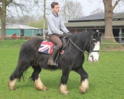 Dressurpferd Tonko (Tinker / Irish Cob / Gypsy Vanner, 2008)