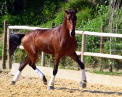 jumper Faquir (Lusitano, 2010)