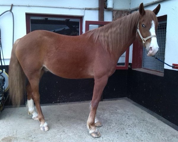 dressage horse Tucker (German Riding Pony, 2009)