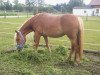 dressage horse Roxy (Haflinger,  )