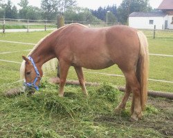 Dressurpferd Roxy (Haflinger,  )