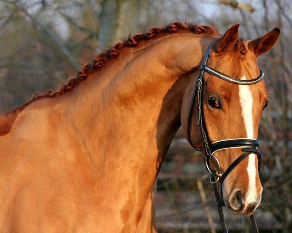 dressage horse Latahaa (Hanoverian, 2007, from Locksley II)