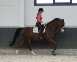 Pferd Royal's Jester der Nürnberger (Oldenburger, 2000, von Royal Dance)