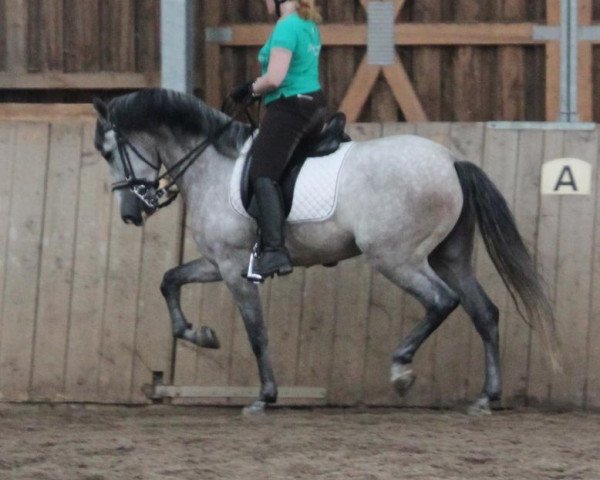 jumper CAMERON (Pura Raza Espanola (PRE), 2008)