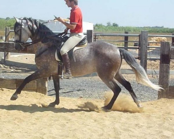 dressage horse Ebano (Lusitano, 2009)
