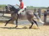 dressage horse Ebano (Lusitano, 2009)