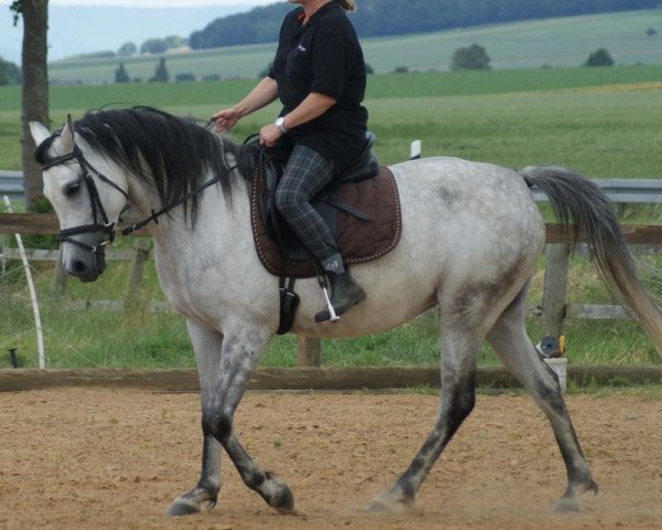 horse MIB Bint Meenah (Arabian thoroughbred, 2006, from MIB Sandokan Ibn Abadan ox)