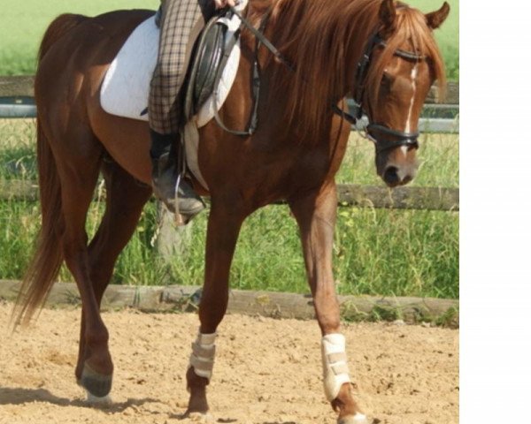 horse MIB Satchmo (Arabian thoroughbred, 2007)