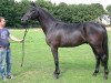 Dressurpferd Darwin 134 (Trakehner, 2011, von Sidney Bay)