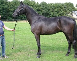 dressage horse Darwin 134 (Trakehner, 2011, from Sidney Bay)