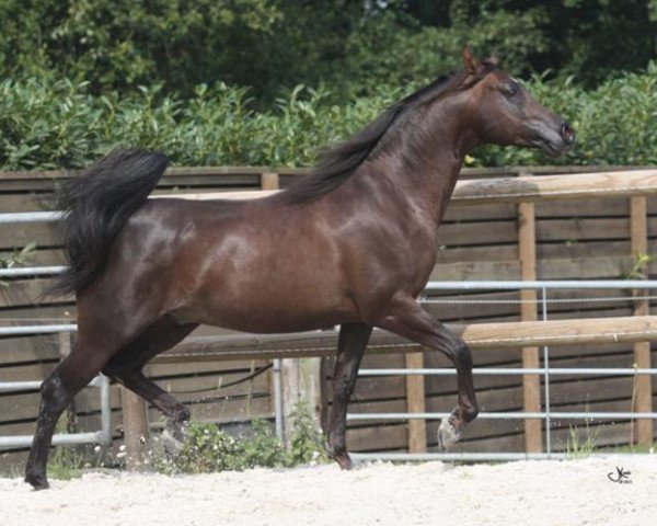 horse Vollblutaraber (Arabian thoroughbred, 2007, from KAR BRAVOSO ox)