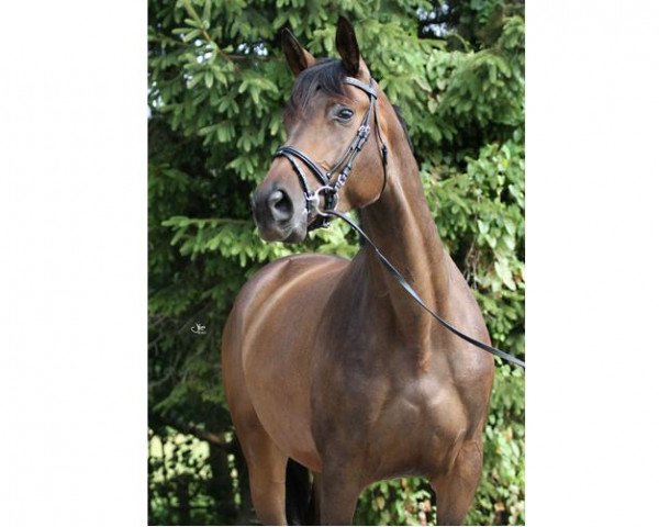 horse Katinka F (Trakehner, 2010, from Kasparow)