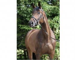 horse Katinka F (Trakehner, 2010, from Kasparow)