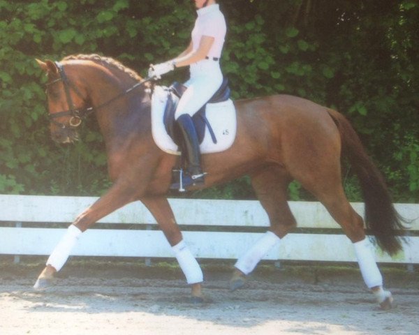 dressage horse Forever now (Rhinelander, 2009, from Florenciano 6)