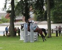 jumper Vincend van Gogh (German Riding Pony, 1997, from Viorello)