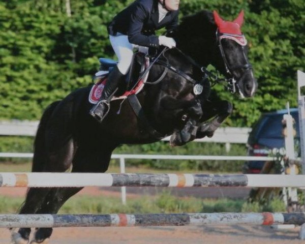 jumper Dorando 4 (Little German Riding Horse, 1998)