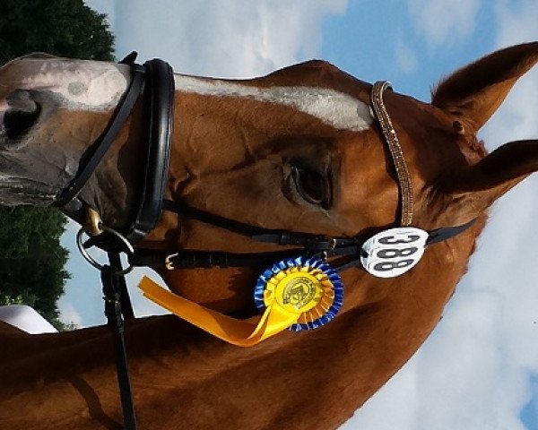 dressage horse Finnegan's Faith (Rhinelander, 2003, from Feinsinn)