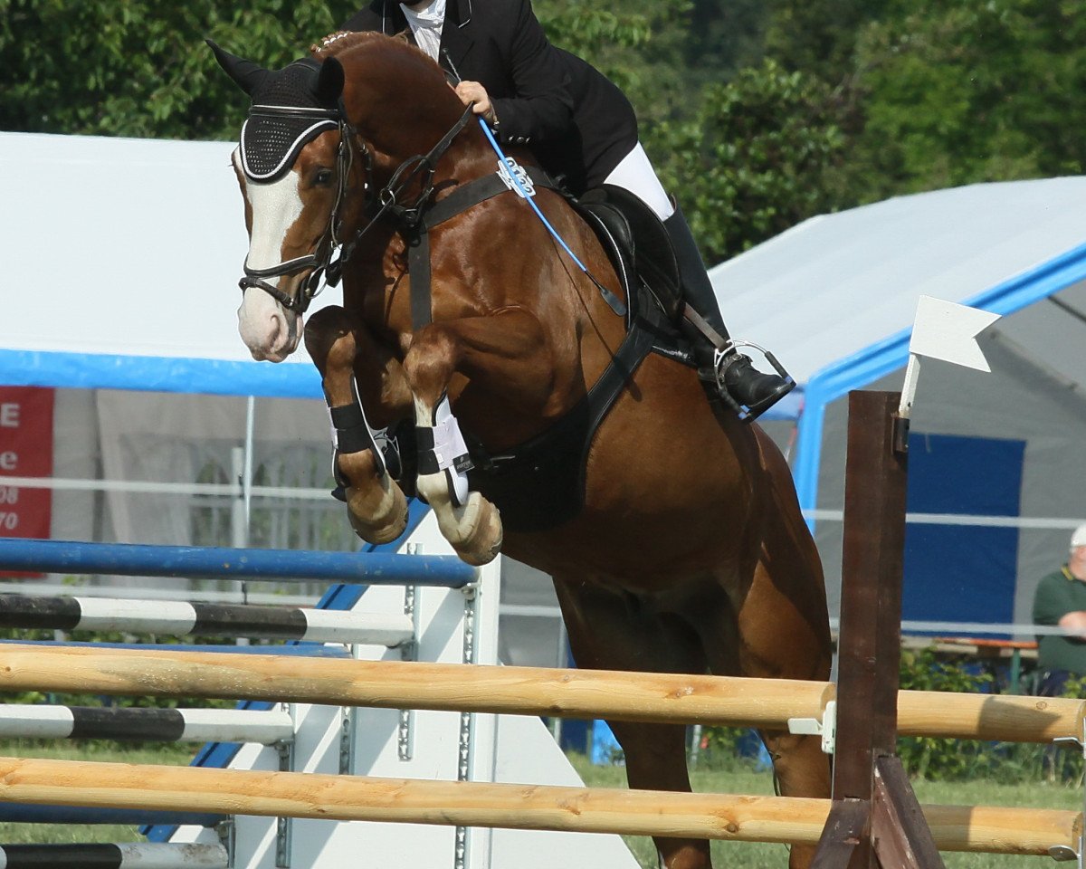 jumper Flashlight 30 (German Sport Horse, 2006, from Fiorenzo)