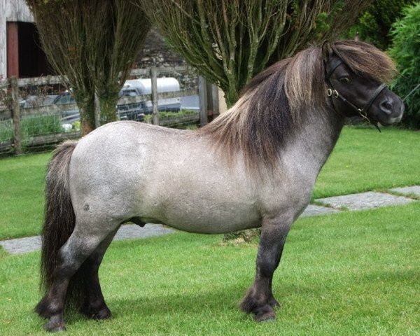 stallion Halstock Reggae 233 SH (Shetland pony (under 87 cm), 2006, from Kerswell Dolphin)