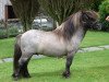 stallion Halstock Reggae 233 SH (Shetland pony (under 87 cm), 2006, from Kerswell Dolphin)