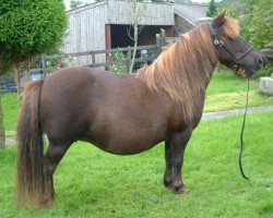 broodmare Halstock Tabtha (Shetland pony (under 87 cm), 1994, from Tiny of Nook)