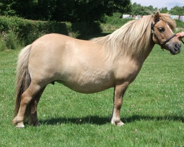 Zuchtstute Halstock Tilitha (Shetland Pony (unter 87 cm), 2004, von Firth Honey Clover)